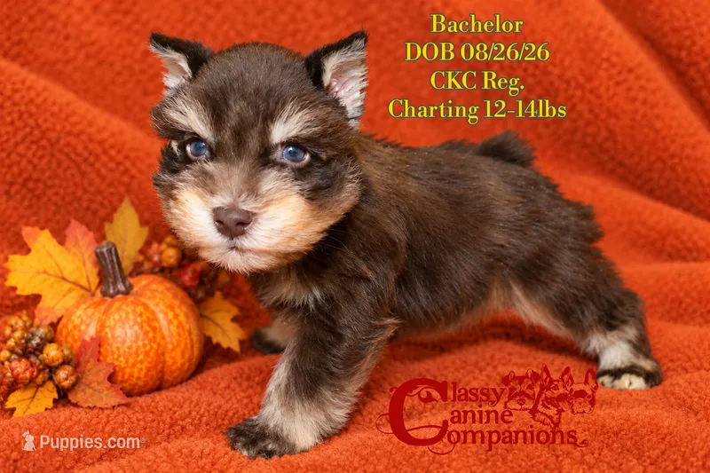 Bachelor – Miniature Schnauzer puppy for sale in Park Hill, OK