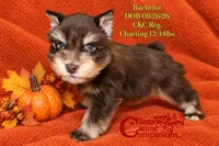 Bachelor, a male Miniature Schnauzer for sale in Park Hill, OK – 1 of 3