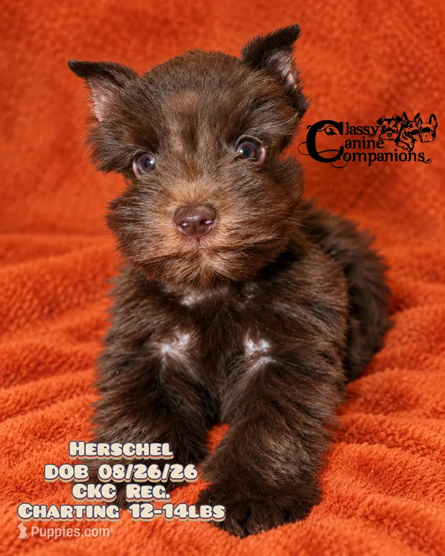 Herschel – Miniature Schnauzer puppy for sale in Park Hill, OK
