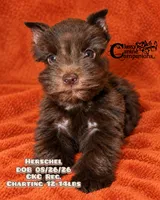 Herschel, a male Miniature Schnauzer for sale in Park Hill, OK – 1 of 3