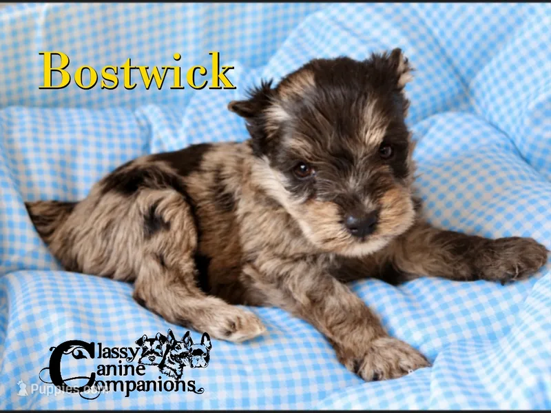 Bostwick – Miniature Schnauzer puppy for sale in Park Hill, OK