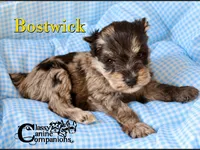 Bostwick, a male Miniature Schnauzer for sale in Park Hill, OK – 1 of 2