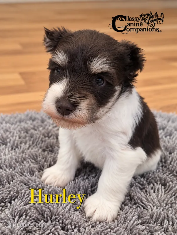 Hurley CKC Reg.  – Miniature Schnauzer puppy for sale in Park Hill, OK