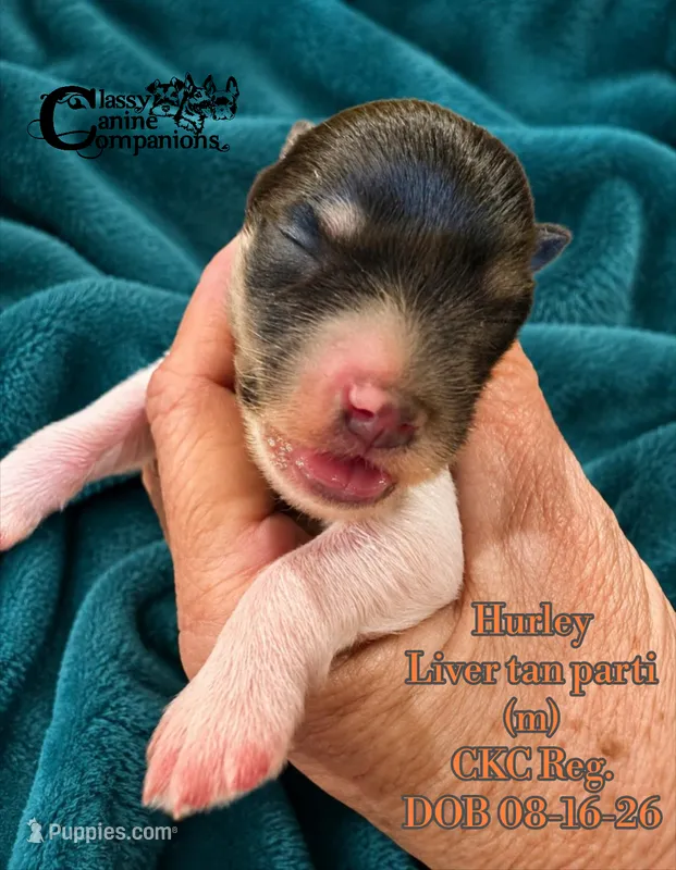 Hurley – Miniature Schnauzer puppy for sale in Park Hill, OK