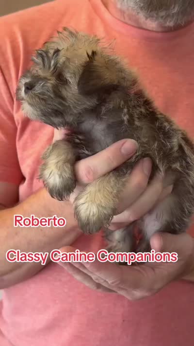 Roberto, a male Miniature Schnauzer for sale in Park Hill, OK – 4 of 4