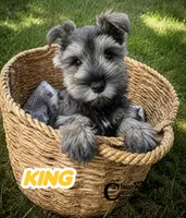 King (AKC) salt/pepper charting 10-12lbs grown, a male Miniature Schnauzer for sale in Park Hill, OK – 3 of 3