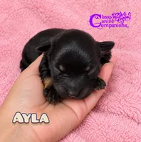 Ayla, a female Miniature Schnauzer for sale in Park Hill, OK – 1 of 2