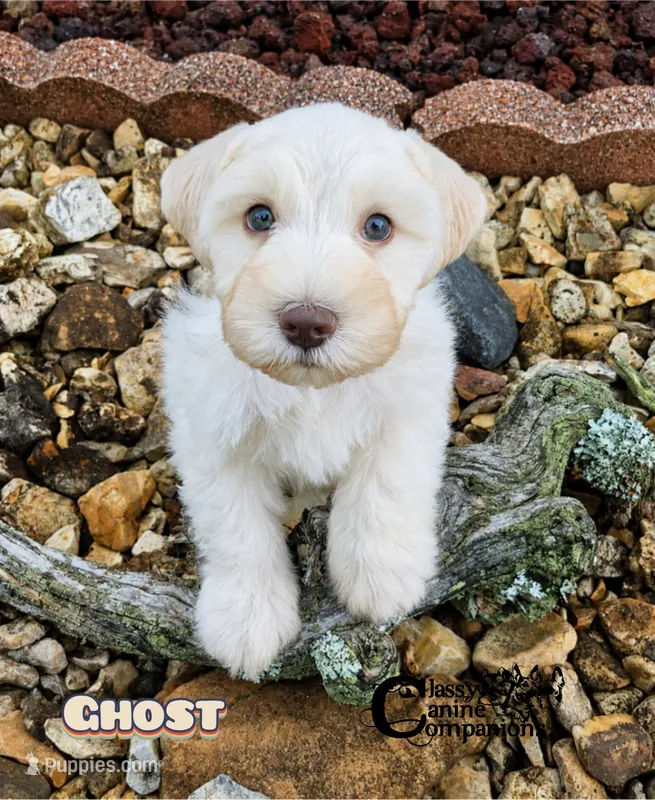 Ghost (AKC) – Miniature Schnauzer puppy for sale in Park Hill, OK