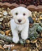 Ghost (AKC), a male Miniature Schnauzer for sale in Park Hill, OK – 1 of 5