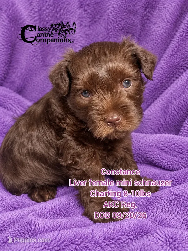 Constance – Miniature Schnauzer puppy on hold in Park Hill, OK