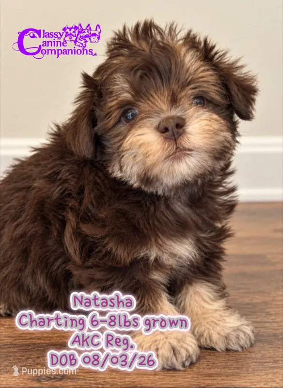 Natasha – Miniature Schnauzer puppy for sale in Park Hill, OK