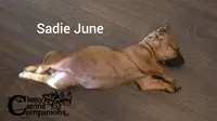 Sadie June, a female Dachshund and Miniature Pinscher for sale in Park Hill, OK – 4 of 4