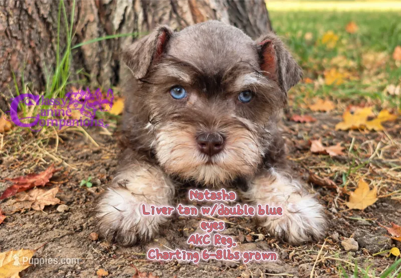 Natasha – Miniature Schnauzer puppy for sale in Park Hill, OK