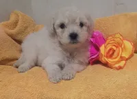Sasha, a female Maltipoo for sale in Houston, TX – 2 of 2