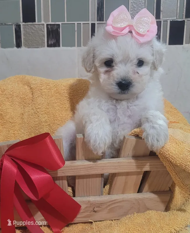 Sasha – Maltipoo puppy for sale in Houston, TX
