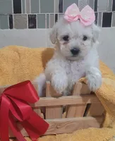 Sasha, a female Maltipoo for sale in Houston, TX – 1 of 2
