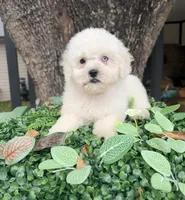 Bruno, a male Maltipoo for sale in Houston, TX – 3 of 3