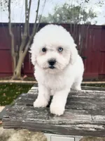 Bruno, a male Maltipoo for sale in Houston, TX – 2 of 3