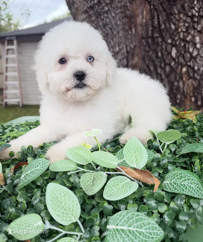 Bruno – Maltipoo puppy for sale in Houston, TX