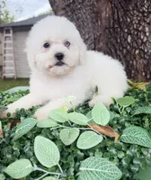 Bruno, a male Maltipoo for sale in Houston, TX – 1 of 3