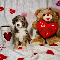 Noelle, a male Aussiedoodle for sale in Rice, TX – Photo 7 of 7