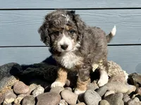 Noelle, a male Aussiedoodle for sale in Rice, TX – Photo 4 of 7