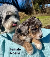 Noelle, a male Aussiedoodle for sale in Rice, TX – Photo 2 of 7