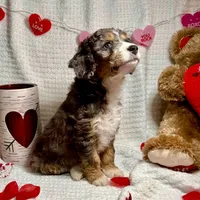 Noelle, a male Aussiedoodle for sale in Rice, TX – Photo 6 of 7