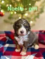 Noelle, a male Aussiedoodle for sale in Rice, TX – Photo 1 of 7