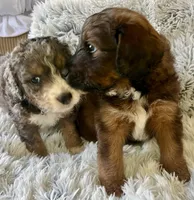 Noelle, a male Aussiedoodle for sale in Rice, TX – Photo 3 of 7