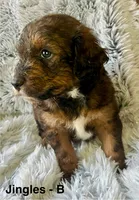 Jingles, a male Miniature Aussiedoodle for sale in Rice, TX – Photo 5 of 9
