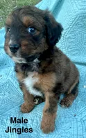 Jingles, a male Miniature Aussiedoodle for sale in Rice, TX – Photo 3 of 9