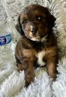 Jingles, a male Miniature Aussiedoodle for sale in Rice, TX – Photo 4 of 9