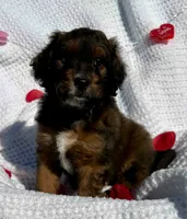 Jingles, a male Miniature Aussiedoodle for sale in Rice, TX – Photo 8 of 9