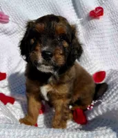 Jingles, a male Miniature Aussiedoodle for sale in Rice, TX – Photo 7 of 9