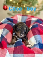 Coco, a male Miniature Aussiedoodle for sale in Rice, TX – Photo 2 of 10