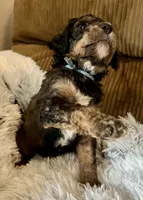 Coco, a male Miniature Aussiedoodle for sale in Rice, TX – Photo 9 of 10