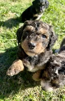 Coco, a male Miniature Aussiedoodle for sale in Rice, TX – Photo 10 of 10