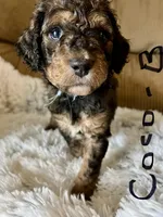 Coco, a male Miniature Aussiedoodle for sale in Rice, TX – Photo 5 of 10
