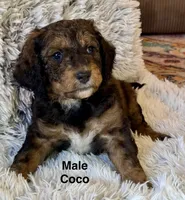Coco, a male Miniature Aussiedoodle for sale in Rice, TX – Photo 4 of 10