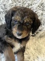 Coco, a male Miniature Aussiedoodle for sale in Rice, TX – Photo 8 of 10