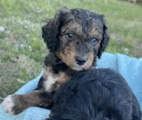 Coco, a male Miniature Aussiedoodle for sale in Rice, TX – Photo 7 of 10