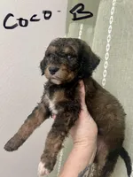 Coco, a male Miniature Aussiedoodle for sale in Rice, TX – Photo 6 of 10