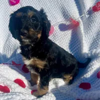 Buddy, a female Aussiedoodle for sale in Rice, TX – Photo 10 of 10