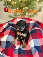 Buddy, a female Aussiedoodle for sale in Rice, TX – Photo 1 of 10