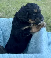 Buddy, a female Aussiedoodle for sale in Rice, TX – Photo 4 of 10