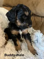 Buddy, a female Aussiedoodle for sale in Rice, TX – Photo 2 of 10