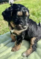 Buddy, a female Aussiedoodle for sale in Rice, TX – Photo 8 of 10