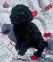 Coal, a male Aussiedoodle for sale in Rice, TX – Photo 6 of 6