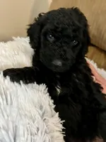 Coal, a male Aussiedoodle for sale in Rice, TX – Photo 4 of 6